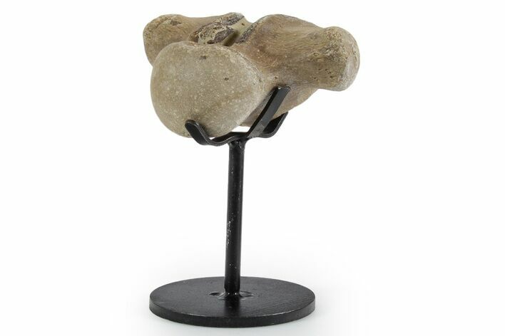 Fossil Mosasaur Vertebra with Metal Stand - Texas #351219